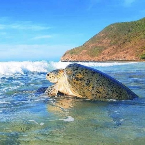 Rùa biển tại Côn Đảo là sản phẩm đặc trưng của địa phương