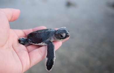 Mùa rùa biển đẻ trứng tại Côn Đảo