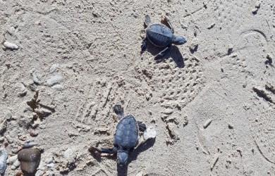 Thả rùa con về biển – Trải nghiệm có một không hai khi đến du lịch Côn Đảo