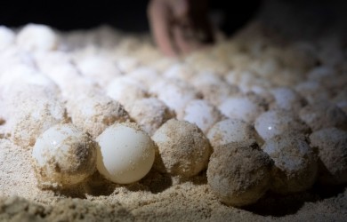 Mùa cao điểm rùa biển đẻ trứng