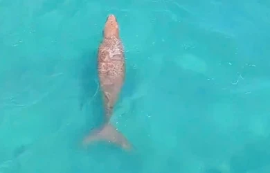 Dugongs spotted swimming near the shore of Con Dao