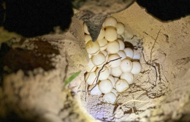 Philippine green turtle lays 84 eggs in Con Dao