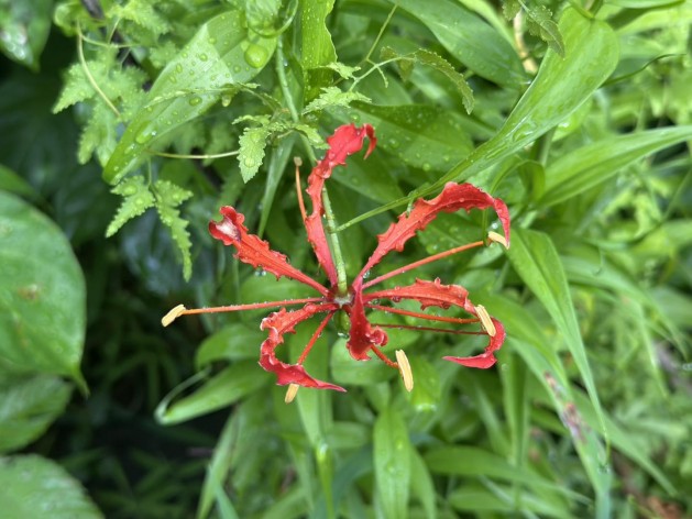 Con Dao issues warning about the dangerous Gloriosa Superba...