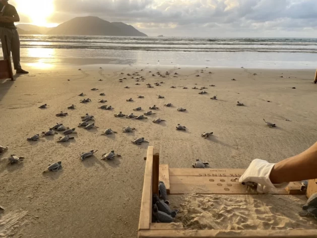 Hai công nhân vệ sinh môi trường tại Đặc khu Côn Đảo kịp thời giải cứu 2 cá thể rùa biển quý hiếm đang bị mắc lưới trên vùng biển Côn Đảo