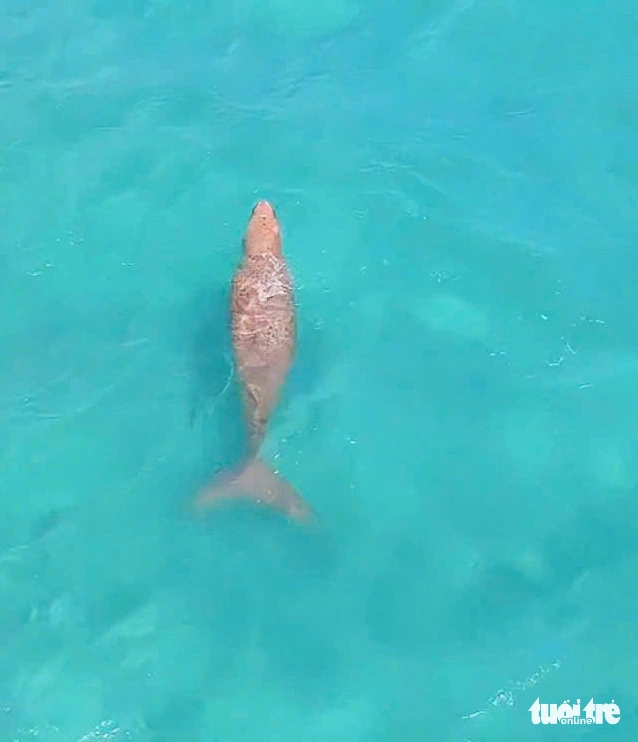 Dugongs spotted swimming near the shore of Con Dao