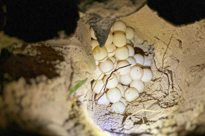 Philippine green turtle lays 84 eggs in Con Dao