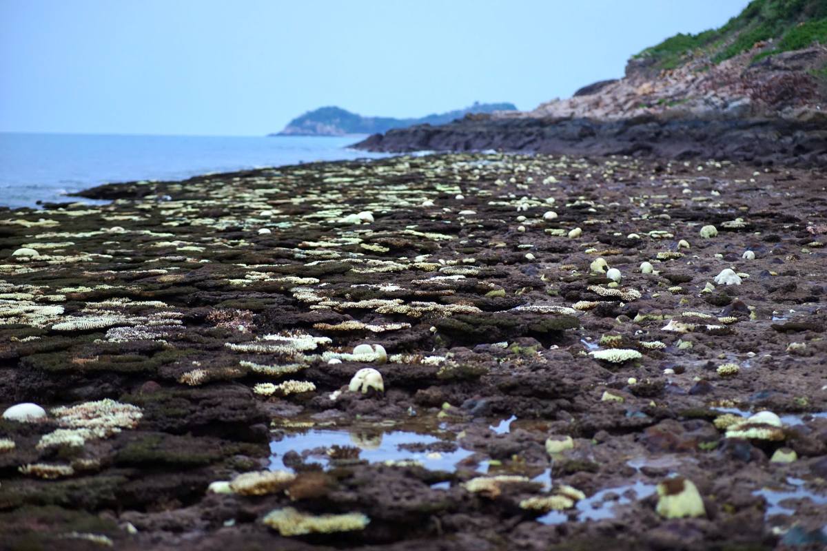 A fairytale coral garden emerges as the tide receeds in Con Dao