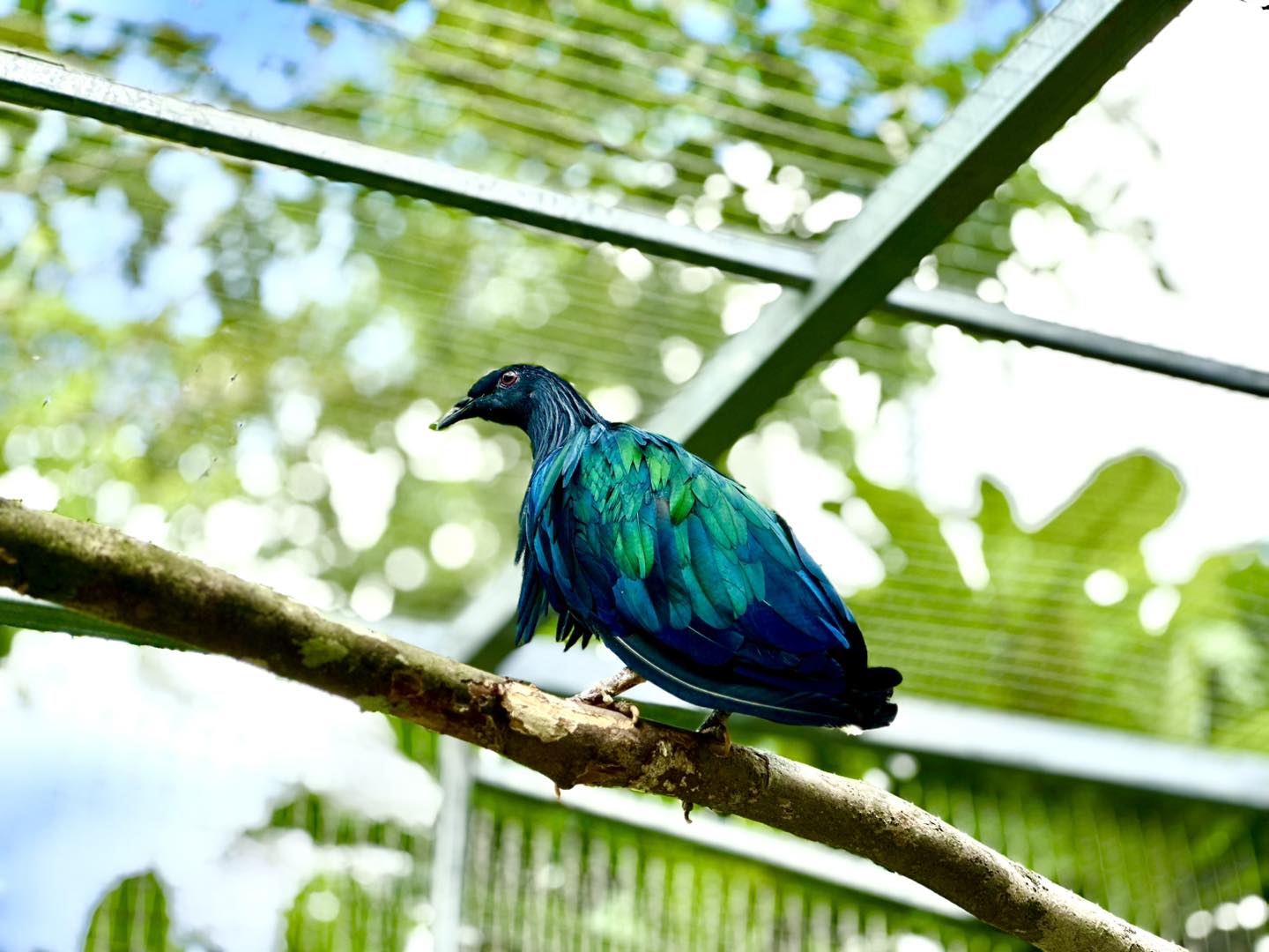 Bồ câu Nicobar Côn Đảo
