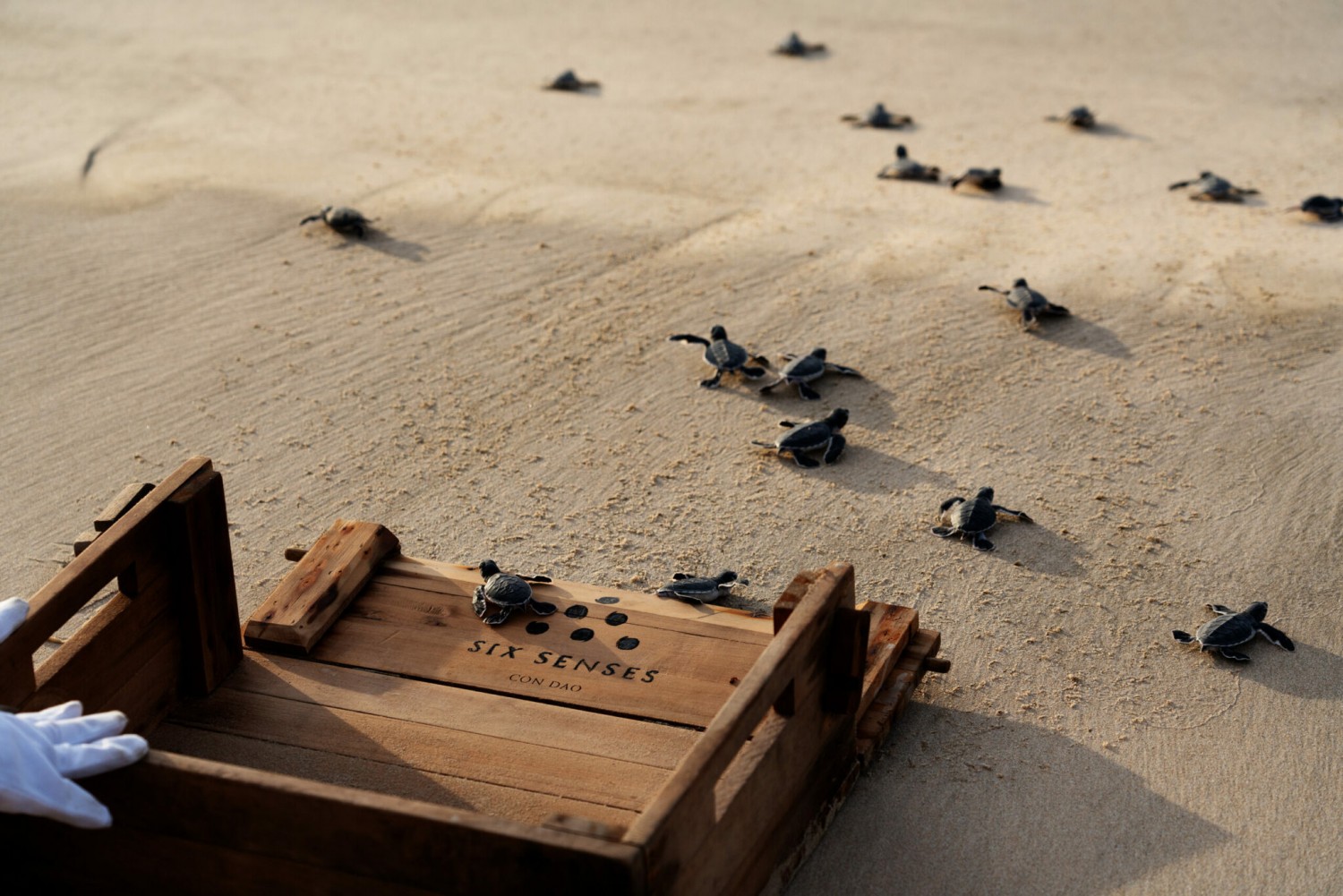 Six Senses Con Dao Turtles Release scaled 1 2048x1366