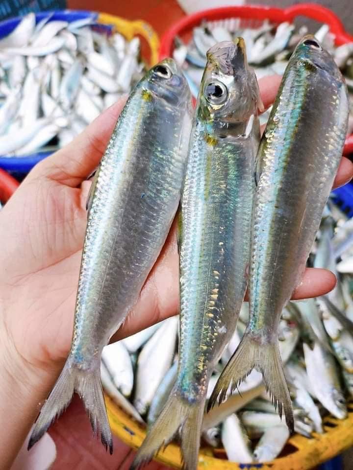 466416400 479226501836111 3149821537200612719 n