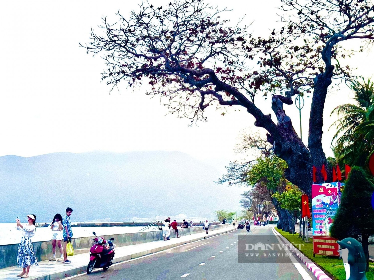 155814cay bang 4 1550