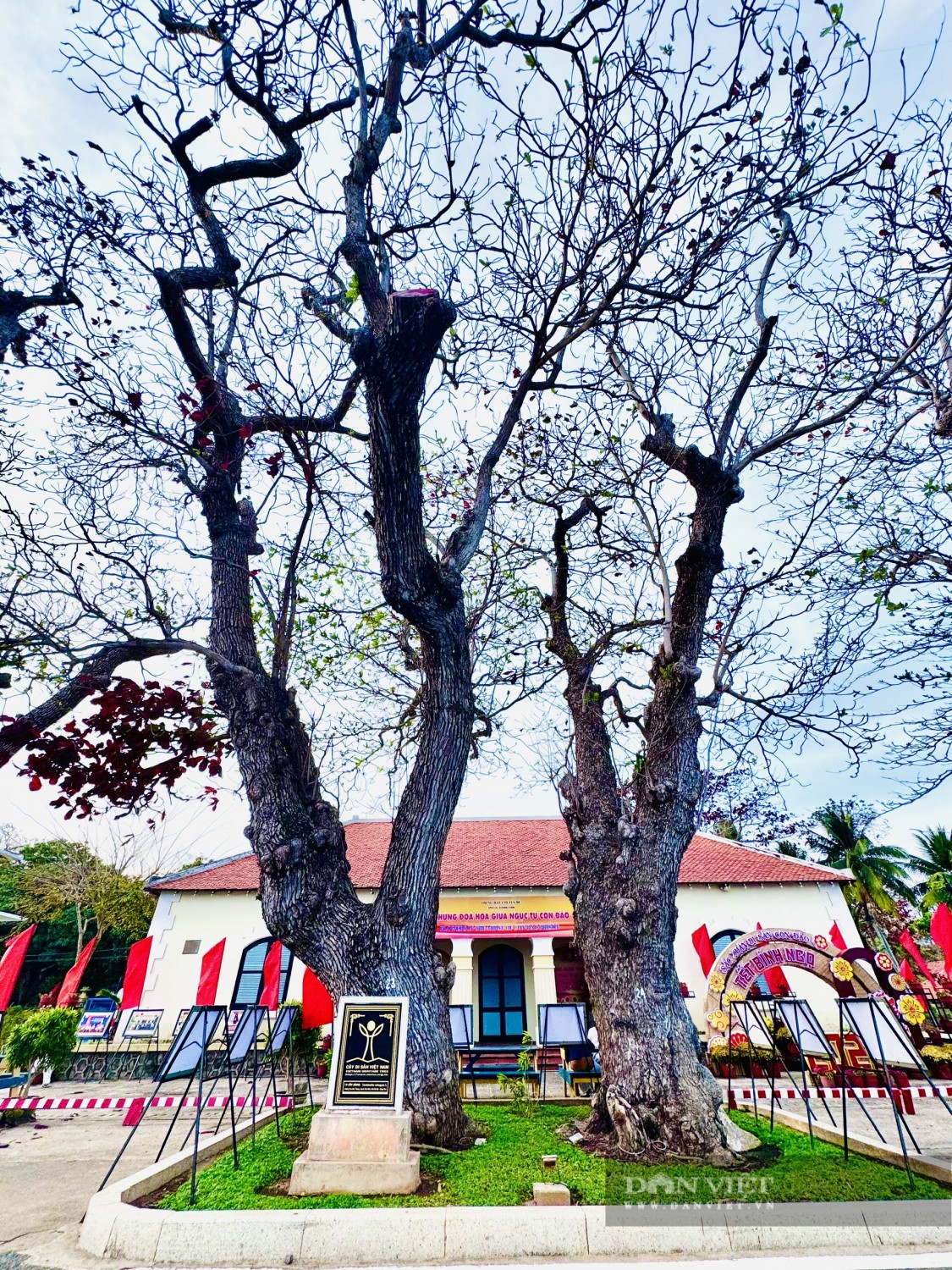 155815cay bang 1 1549