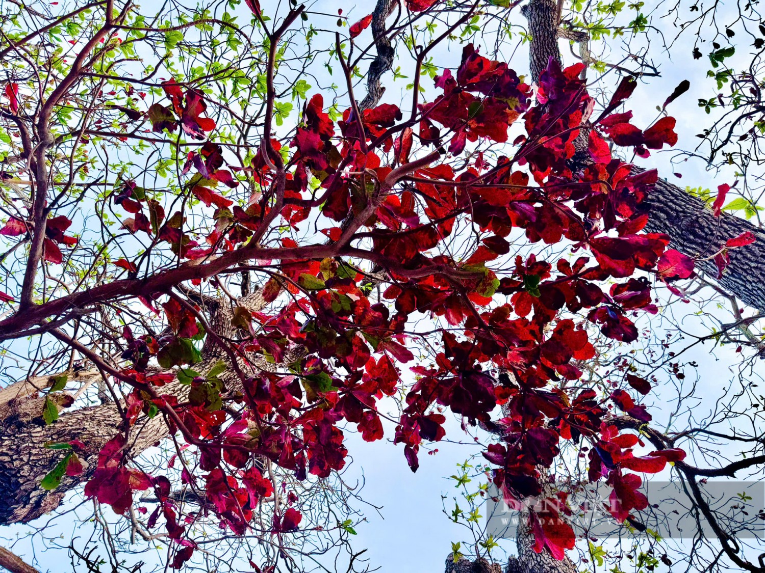 155823cay bang con dao mua thay la 10 1552