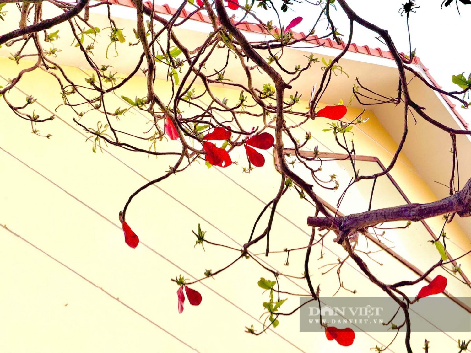 155825cay bang con dao mua thay la 3 1511