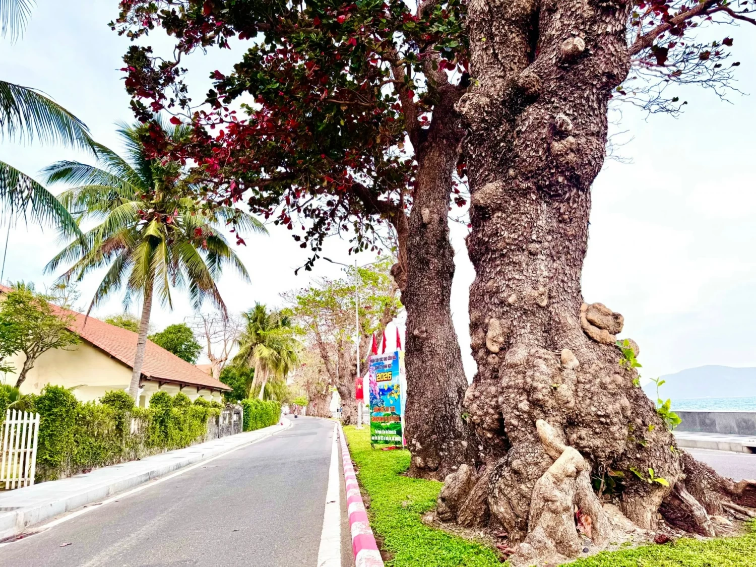 cay bang con dao 1 1613