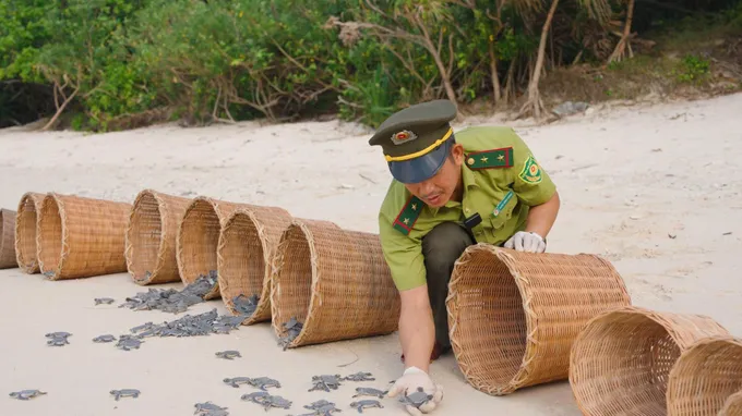 Cocoon hỗ trợ bảo tồn rùa biển Côn Đảo