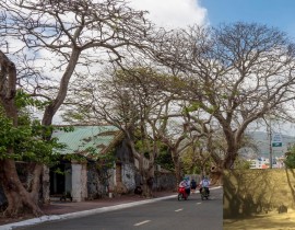 Cay-Diep-co-Duong-Nguyen-Hue-Con-Dao.jpg